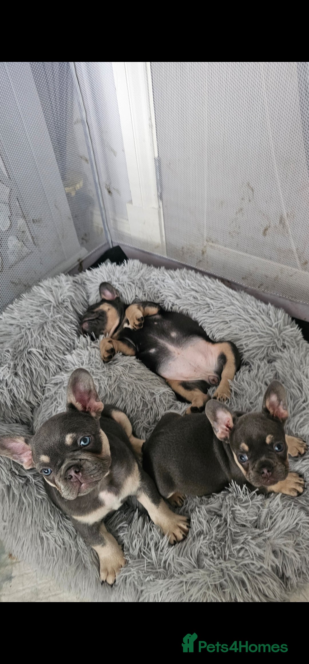 French Bulldog dogs for sale: 7french bulldogs for sale  - Image 15