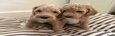 Mini Goldendoodle - Green