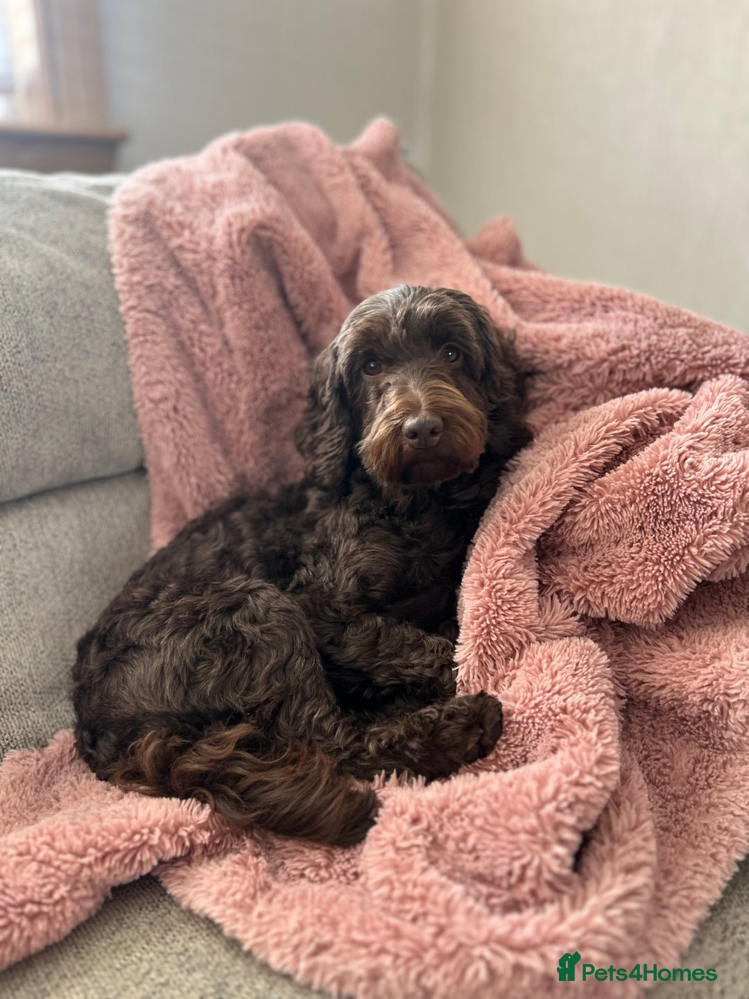 Mixed Breed dogs for sale: Gorgeous jackapoo puppies boy and girl  - Image 6