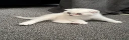 Scottish Fold cats for sale: 5 Kittens Scottish Fold - Advert 5