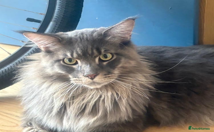 Maine Coon cats - Advert 2