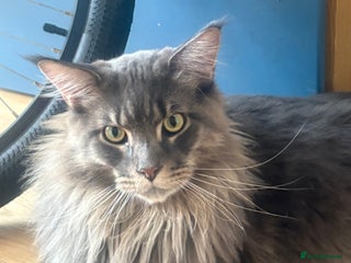 Maine Coon cats - Advert 5