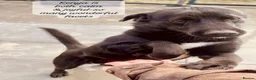 Mixed Breed dogs for adoption: Kenya, 1 yr approx. Reserved STC. - Advert 5