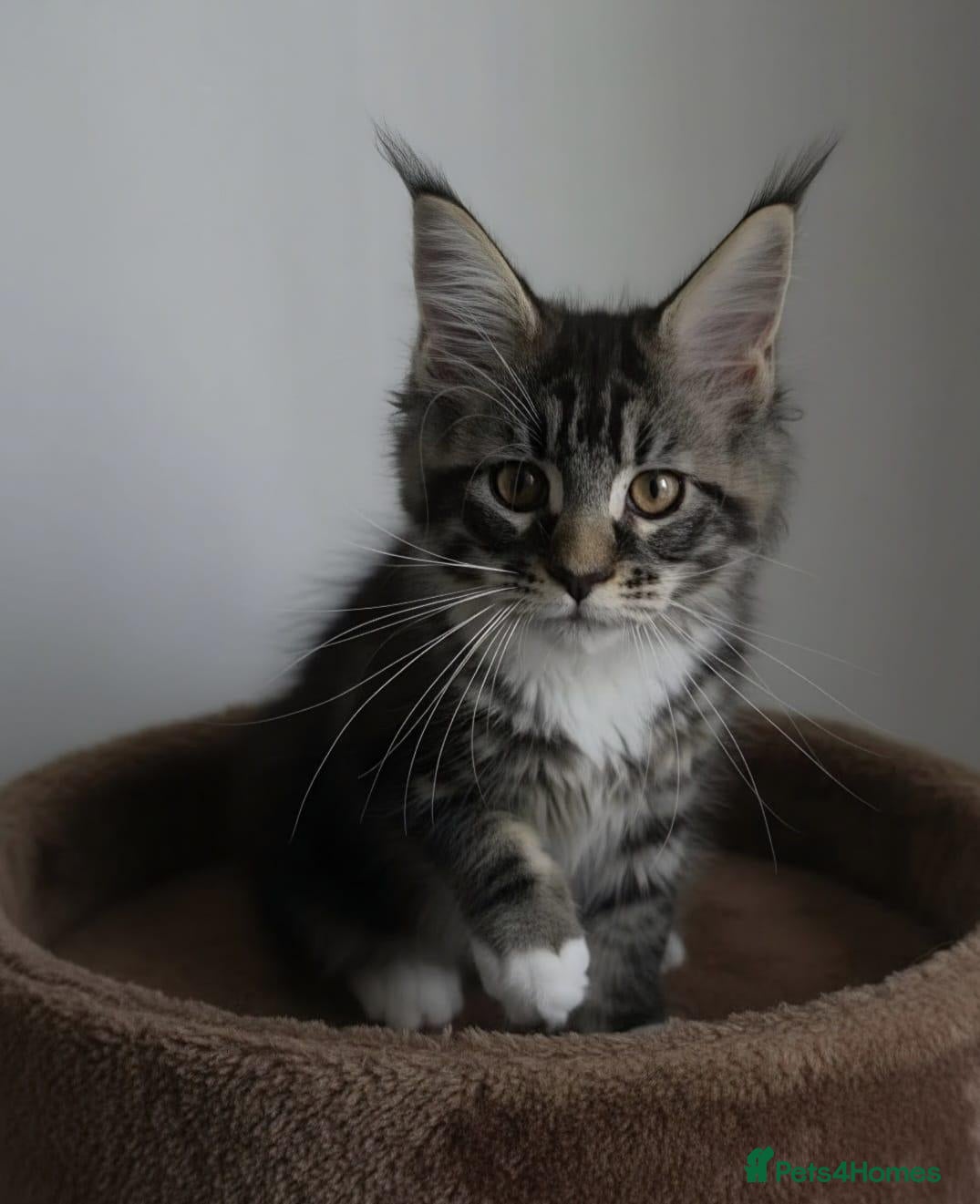Maine Coon cats BEAUTIFUL MAINE COON KITTENS, POLY AND NON POLY  - Advert 2