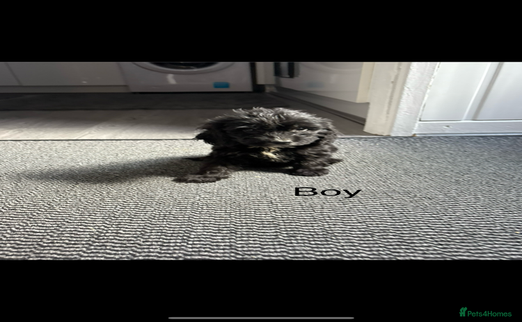 Cockapoo dogs - Advert 5