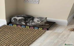 British Shorthair cats for sale: Two Stunning British Short Hair Silver Tabby - Image 4