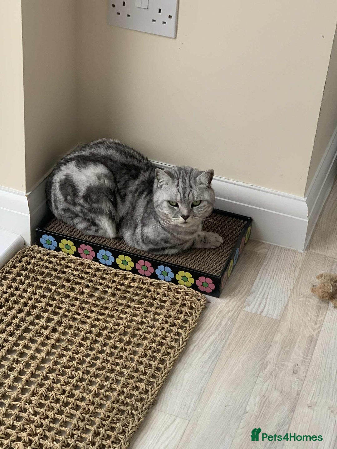 British Shorthair cats for sale: Two Stunning British Short Hair Silver Tabby - Image 4