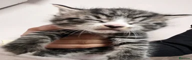 Mixed Breed Kitten 1