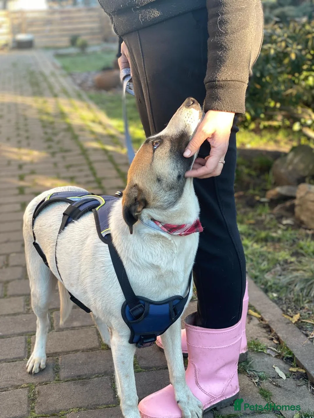 Mixed Breed dogs for adoption: ❤️ZAYKA❤️ 11 months, Playful Spirit, Loving Heart - Advert 11