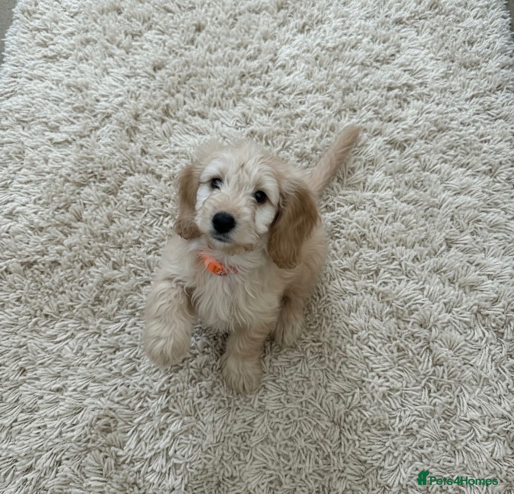 Cockapoo dogs Miniature cockapoo s - Advert 1