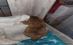 Chow Chow dogs for sale: Rare Chow chow puppies - Image 15