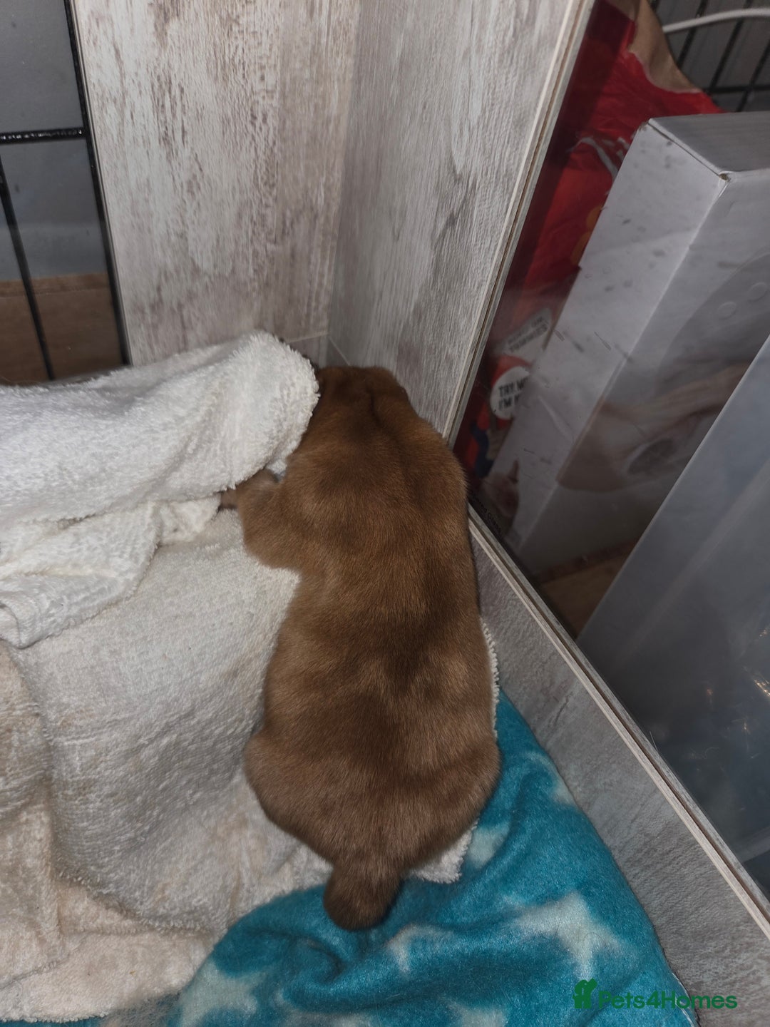 Chow Chow dogs for sale: Rare Chow chow puppies - Image 15