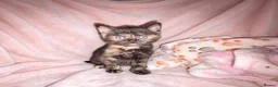 Mixed Breed cats for sale: 3 beautiful kittens for sale - Advert 10