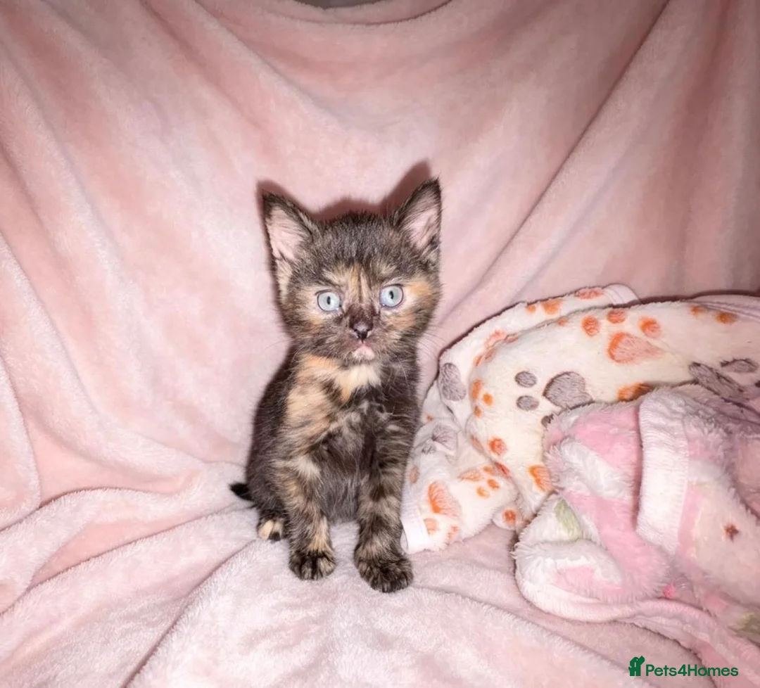 Mixed Breed cats for sale: 3 beautiful kittens for sale - Advert 10