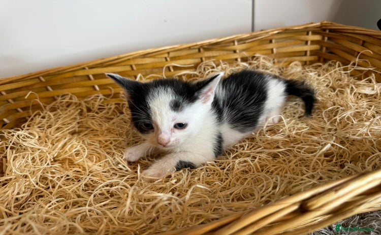 Mixed Breed cats - Advert 1
