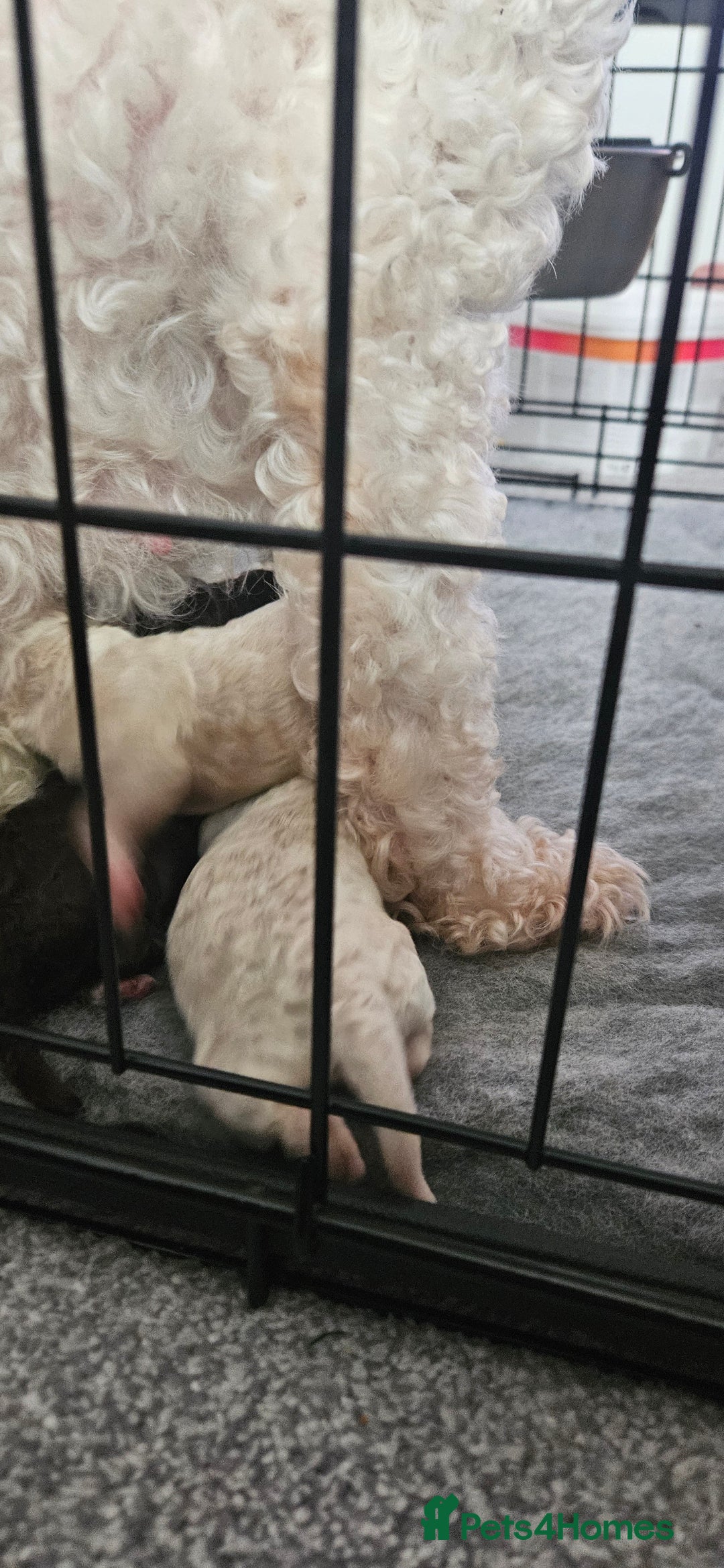 Toy Poodle dogs for sale: Beautiful Toy Poodles - Advert 13