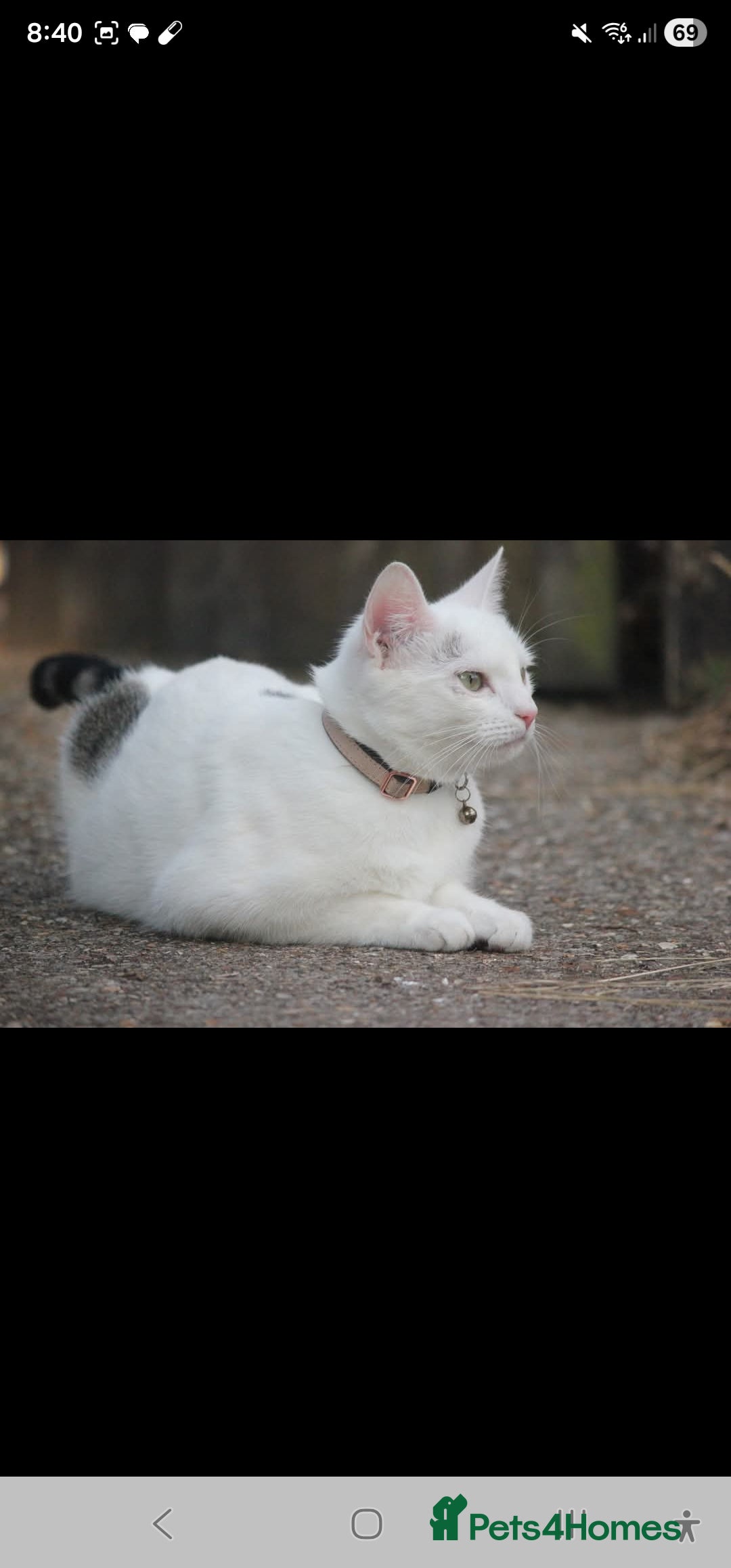 Domestic Shorthair cats for sale: White cat with grey tail 1yr6m  - Advert 1