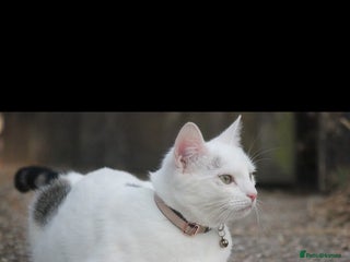Domestic Shorthair cats White cat with grey tail 1yr6m - Advert 1