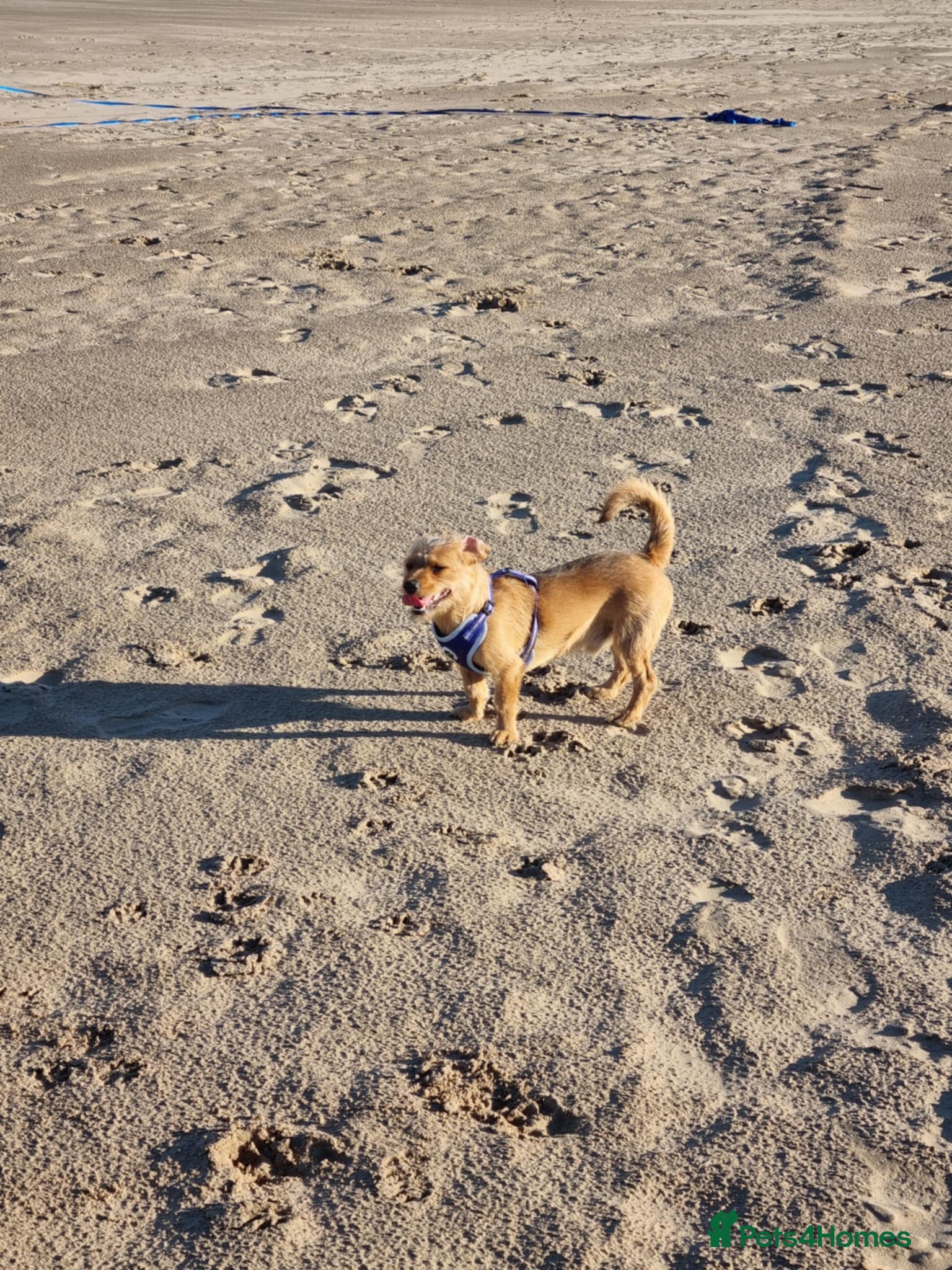 Mixed Breed dogs Ralph - Advert 1