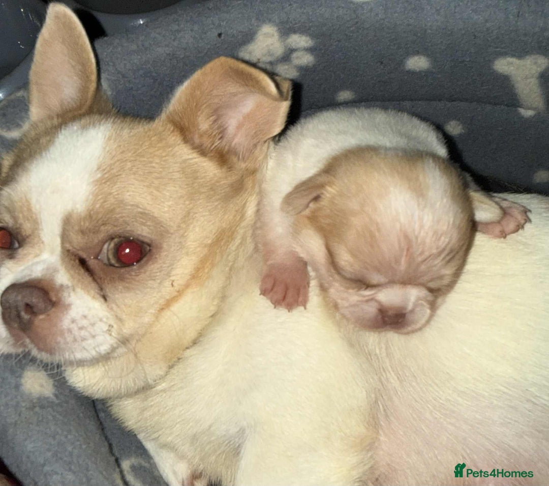 Chihuahua dogs for sale: Kc registered chihuahua pups  - Image 10