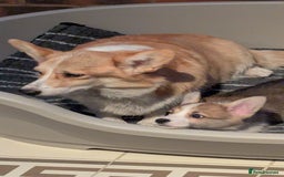 Welsh Corgi Pembroke dogs for sale: Champion line corgi puppies health tested parents  - Image 6