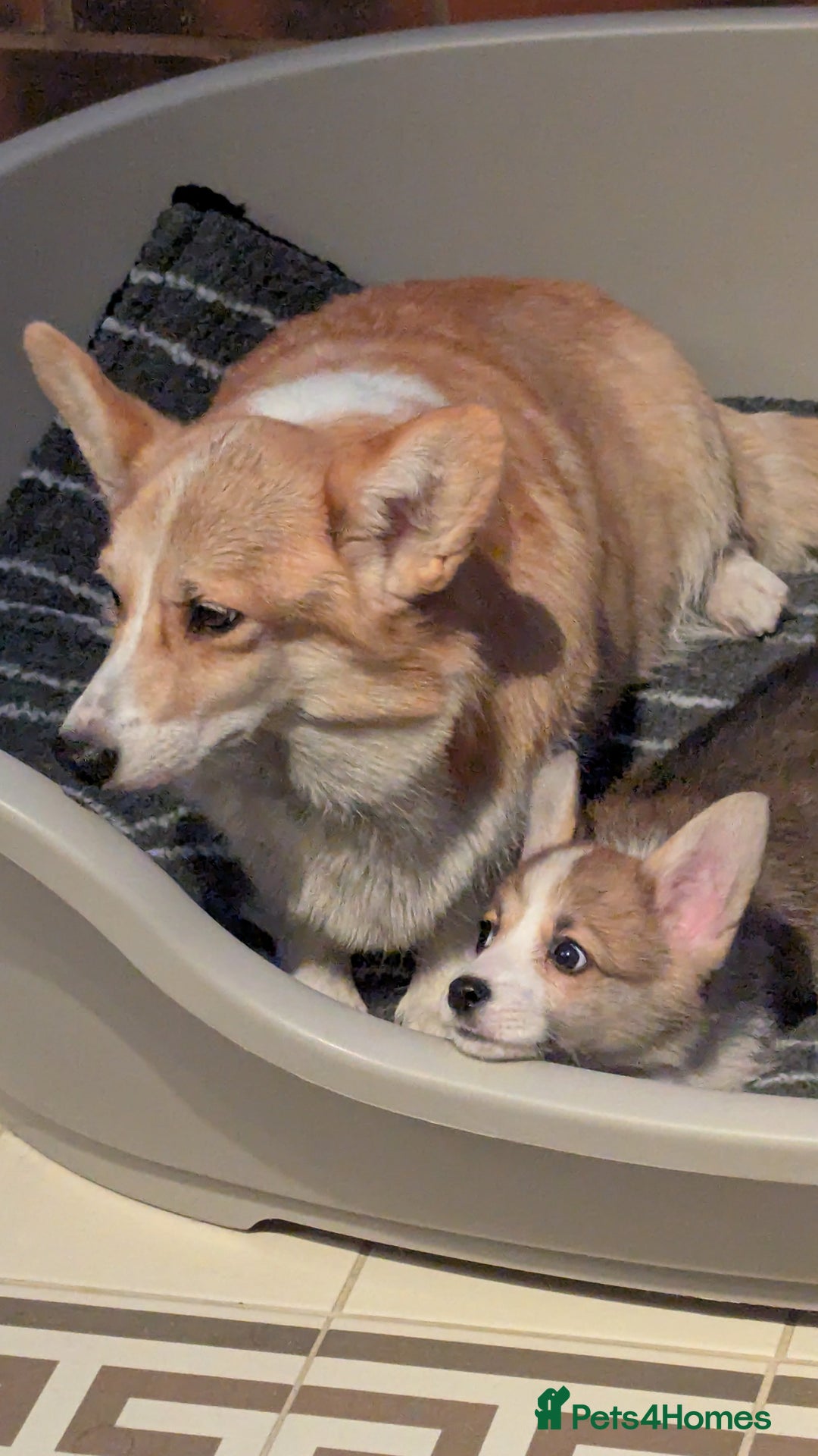 Welsh Corgi Pembroke dogs for sale: Champion line corgi puppies health tested parents  - Image 6