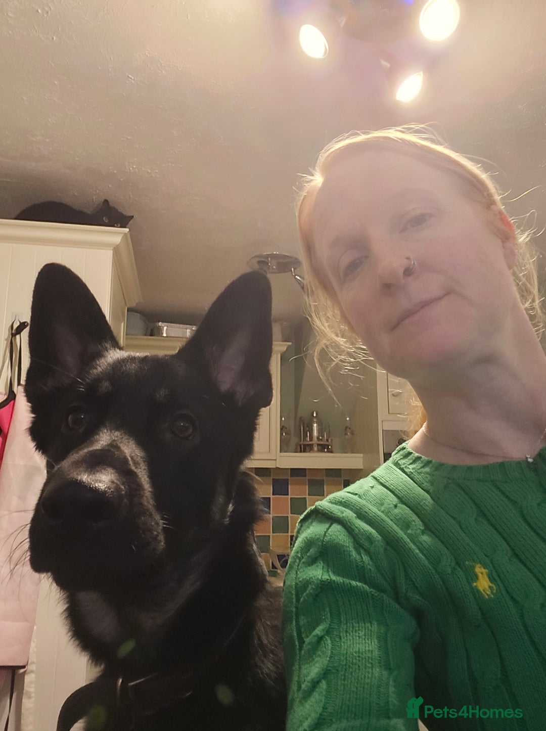 German Shepherd dogs for sale: Male 10 month old German Sheppard  - Advert 8