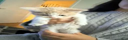 Mixed Breed cats for sale: Beautiful kittens mixed with ragdoll - Advert 33