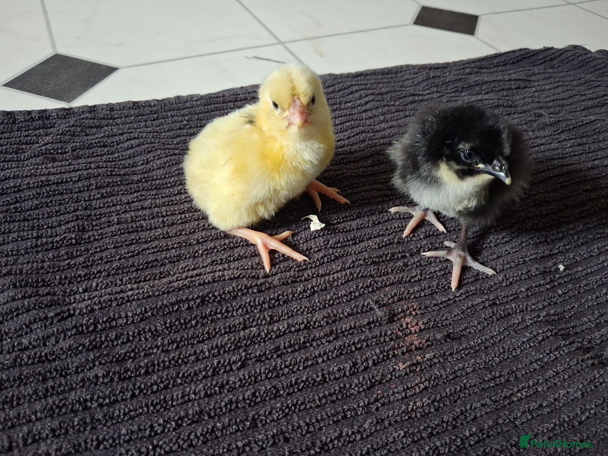 Mixed Breed poultry Updated 21st june.Various breeds available read me - Advert 5