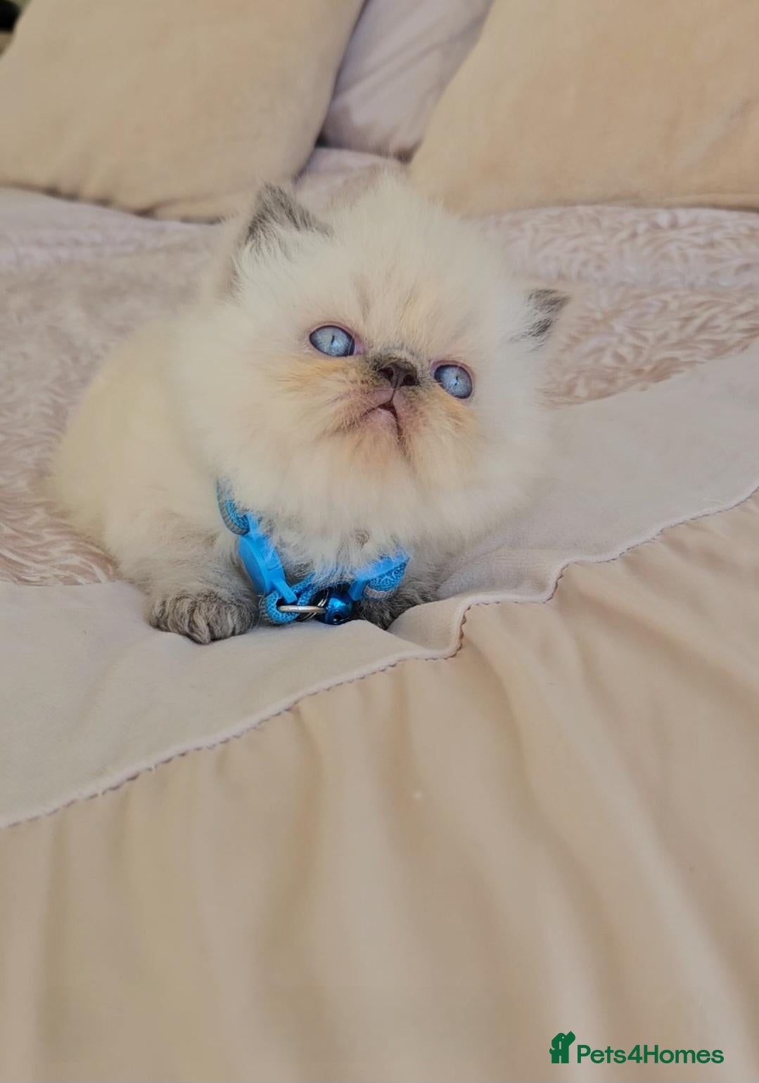 Persian cats Stunning Top Quality Persian Kittens  - Advert 4