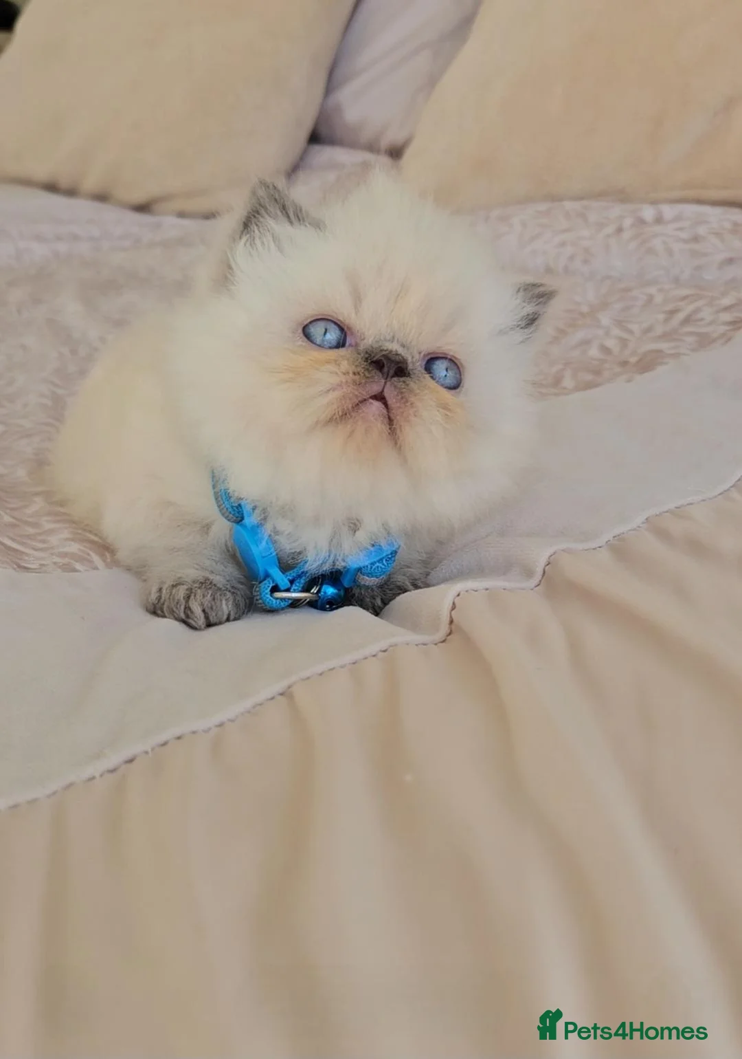 Persian cats for sale: Stunning Top Quality Persian Kittens  - Advert 1