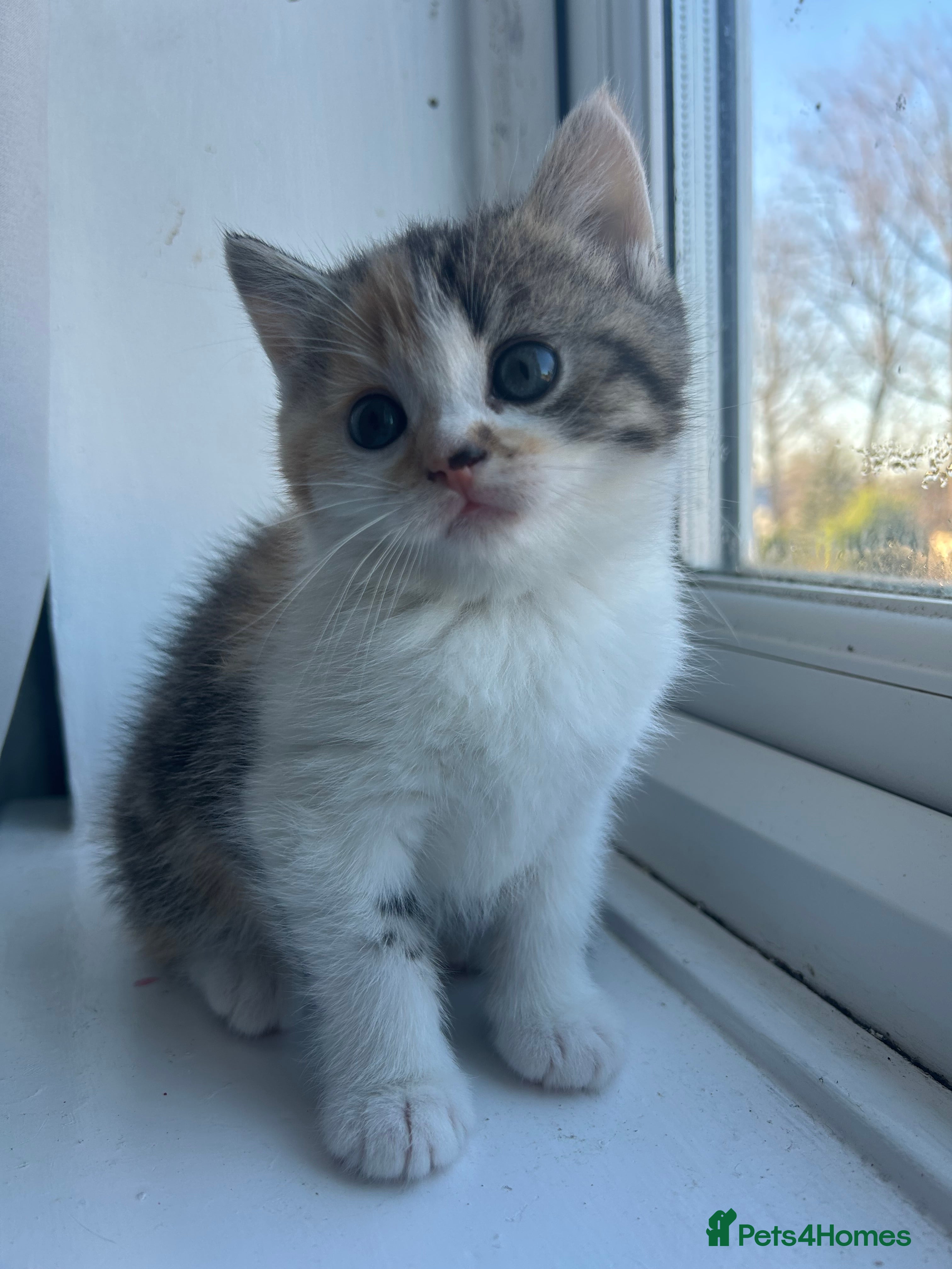 Scottish Fold cats Scottish fold - Advert 11