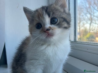 Scottish Fold cats Scottish fold - Advert 2