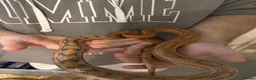 Mixed Breed reptiles for sale: Various snakes for sale - Advert 12