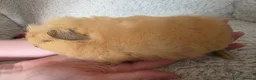Guinea Pig rodents for sale: 2 swiss boys rtr - Advert 2