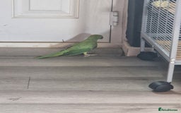 Ringnecks birds for sale: Indian Ringneck Parrot - Image 4