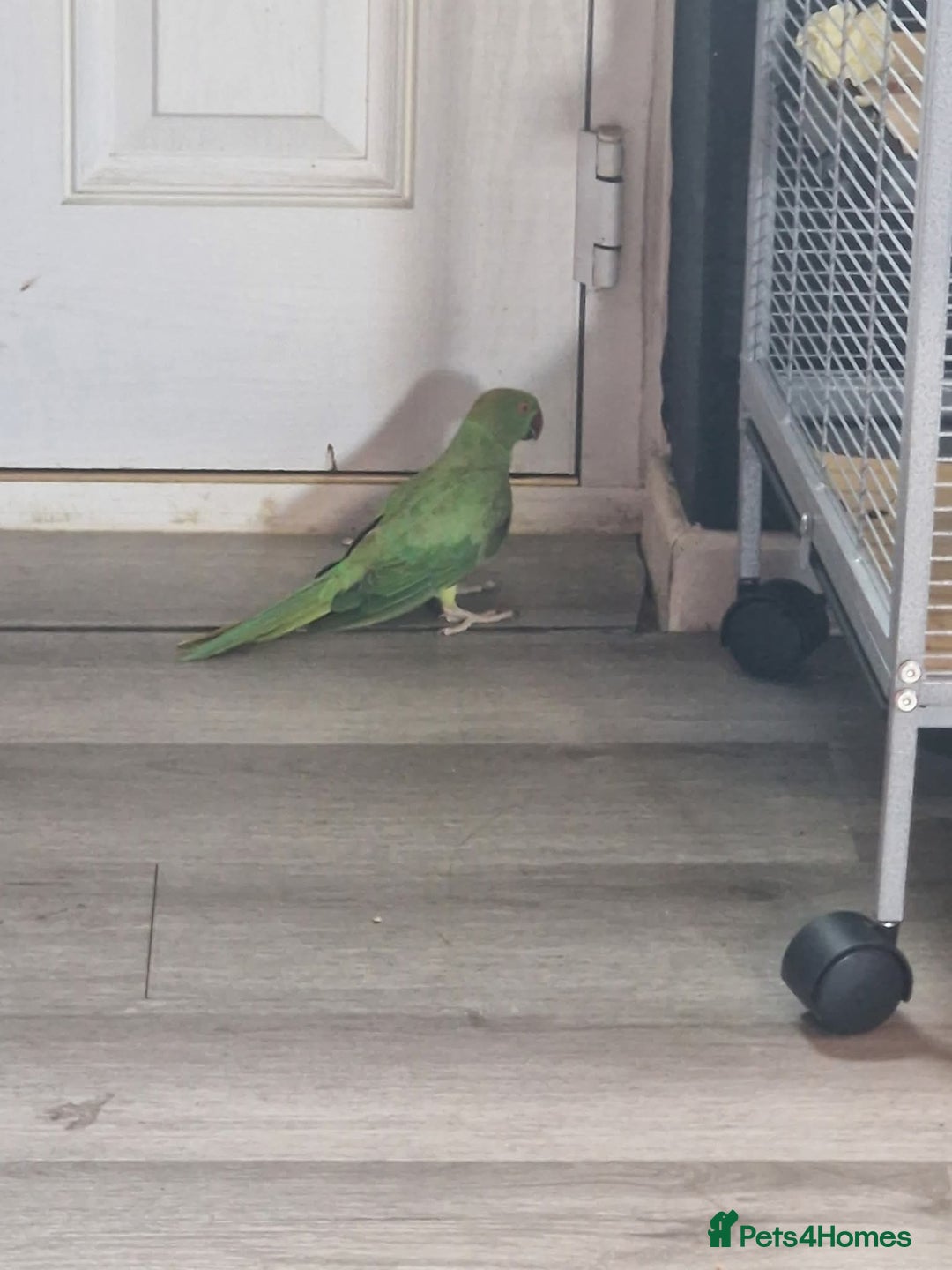 Ringnecks birds for sale: Indian Ringneck Parrot - Image 4