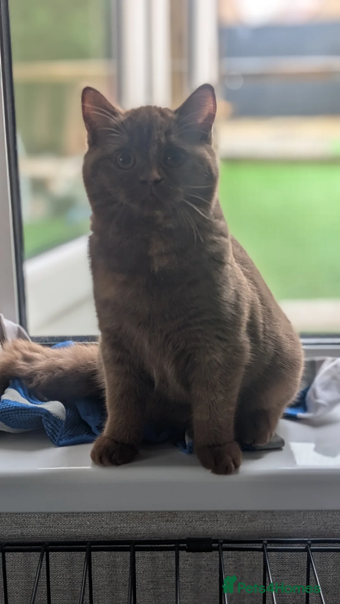 British Shorthair cats for sale: Active Tica cinnamon tortie queen - Advert 10