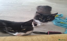 Mixed Breed cats for sale: Black and white cats - Image 2