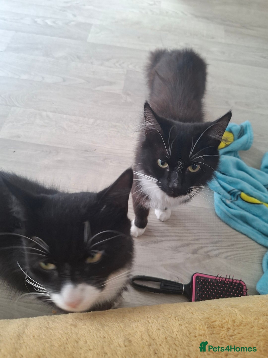 Mixed Breed cats for sale: Black and white cats - Image 2