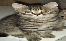 Mixed Breed cats for sale: Grey tabby & black kittens - Image 11