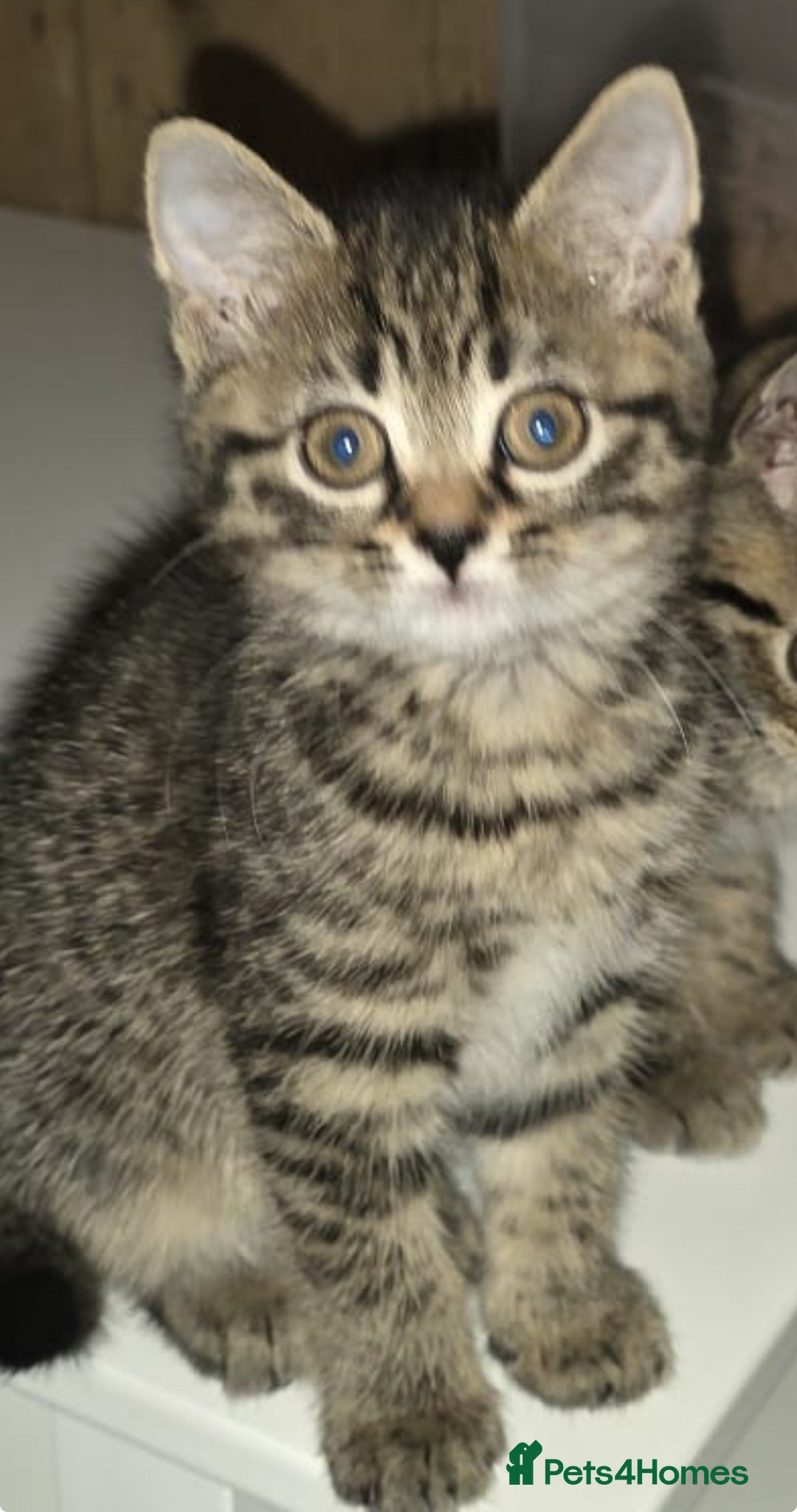 Mixed Breed cats for sale: Grey tabby & black kittens - Image 11