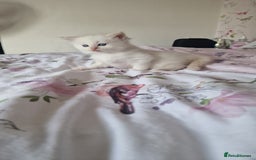 Ragdoll cats for sale: Gorgeous Ragdoll kittens , Ready now. - Image 13