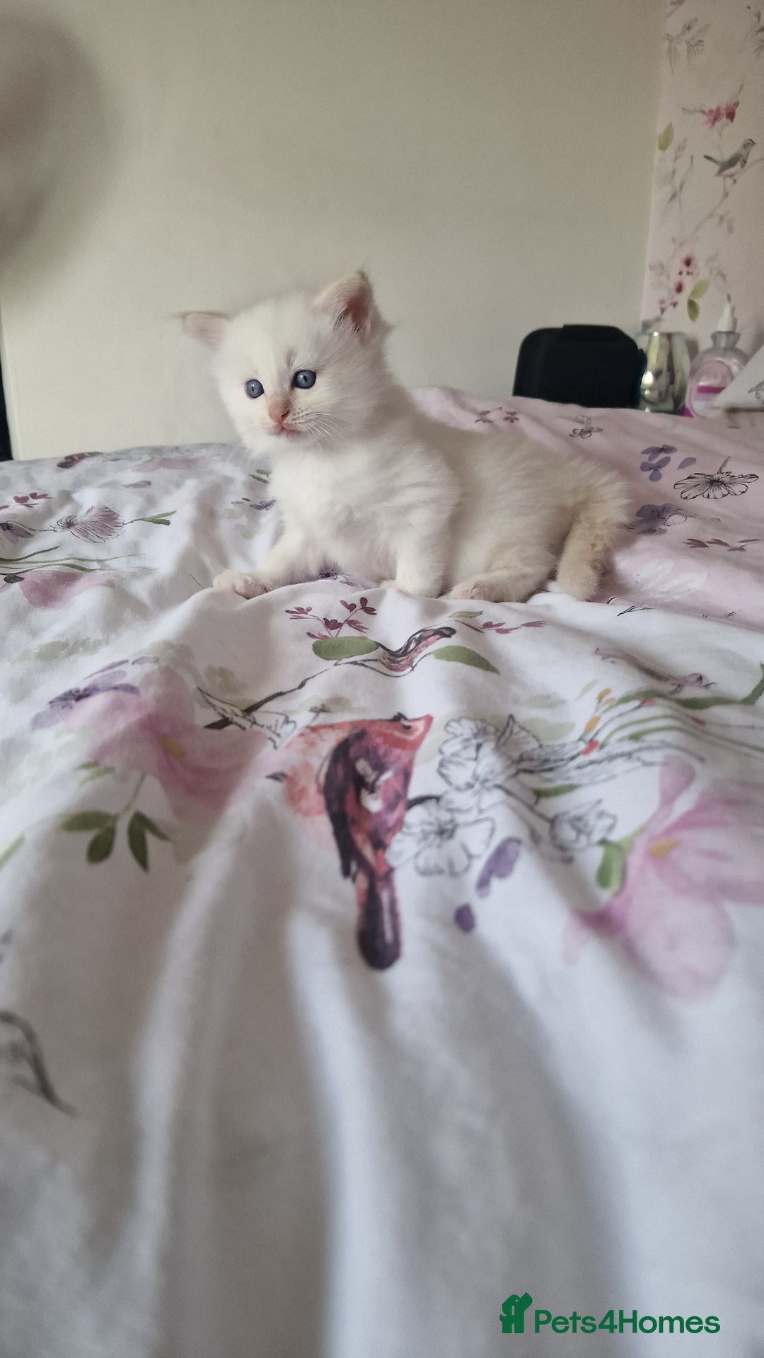 Ragdoll cats for sale: Gorgeous Ragdoll kittens , Ready now. - Image 13