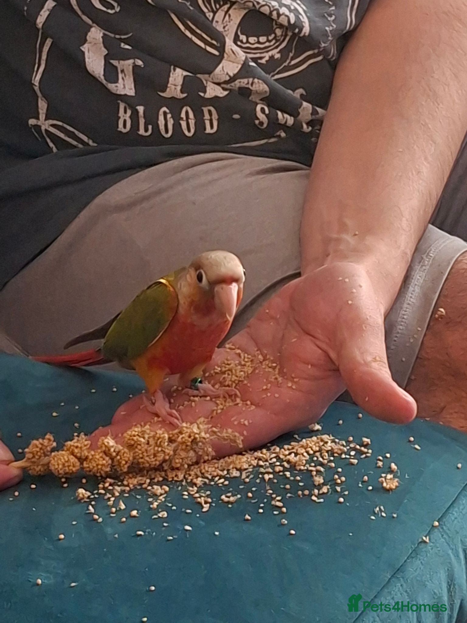 Conures birds Tame pineapple conure - Advert 1