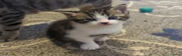 European cats for sale: 2 Beautiful Boy Tabby's  - Advert 5
