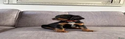 Cocker Spaniel dogs for sale: Beautiful tri coloured cocker spaniel pups   - Advert 19
