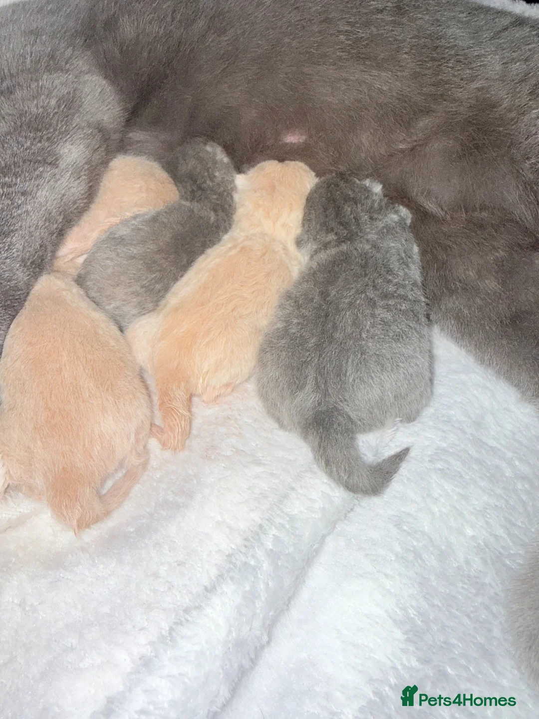 British Shorthair cats for sale: British Shorthair kittens 🩶 - Advert 5