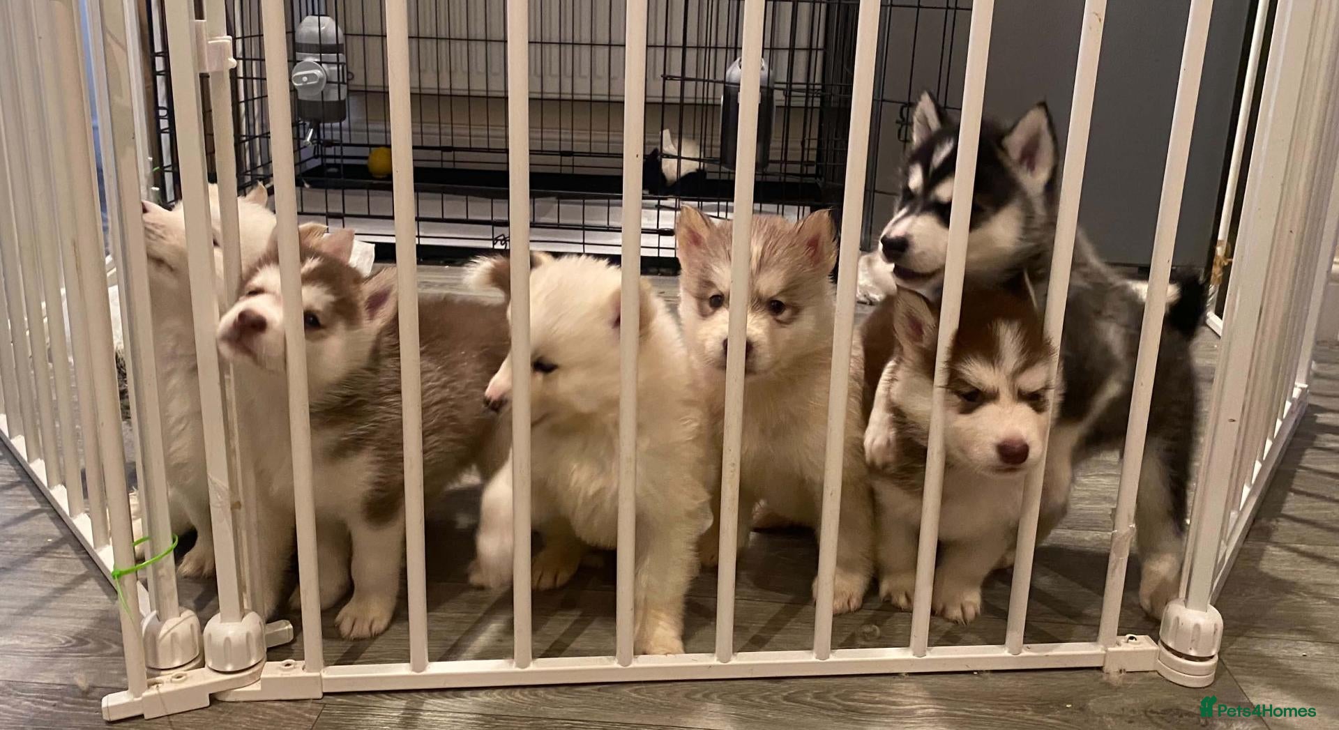 Siberian Husky dogs Last 2 available Siberian Husky puppies - Advert 1