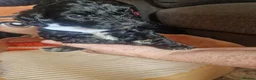 Cockapoo dogs for sale: 🐾💕 BEAUTIFUL COCKAPOOIES  💕🐾 - Advert 6